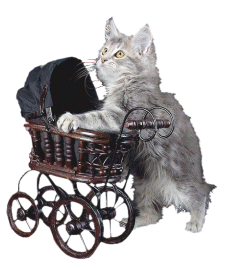 chat